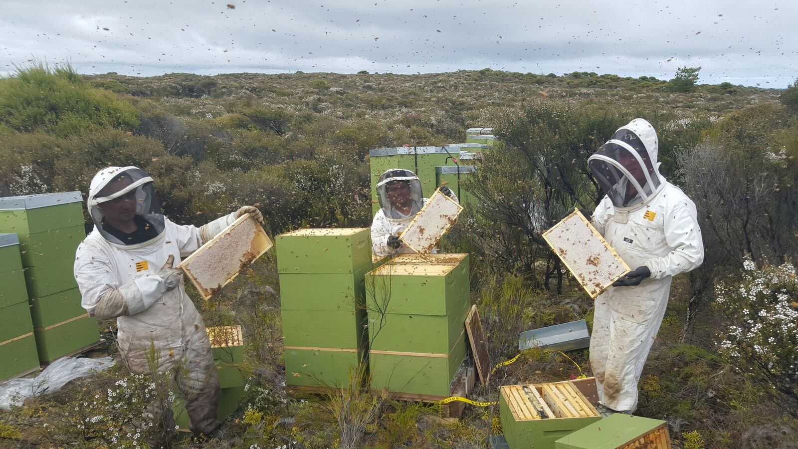 The True Honey Co