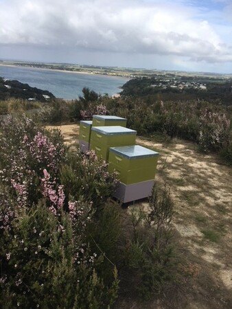 Ngati Hives