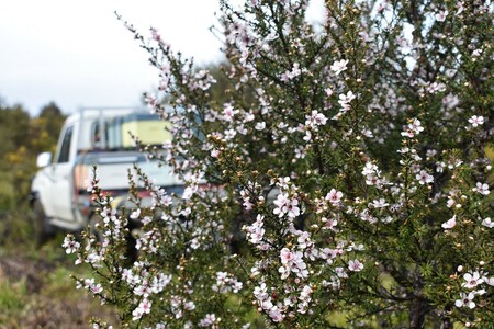 Ngati Manuka bush