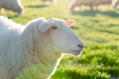 NuiBay Sheep