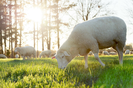 NuiBay Grazing Sheep