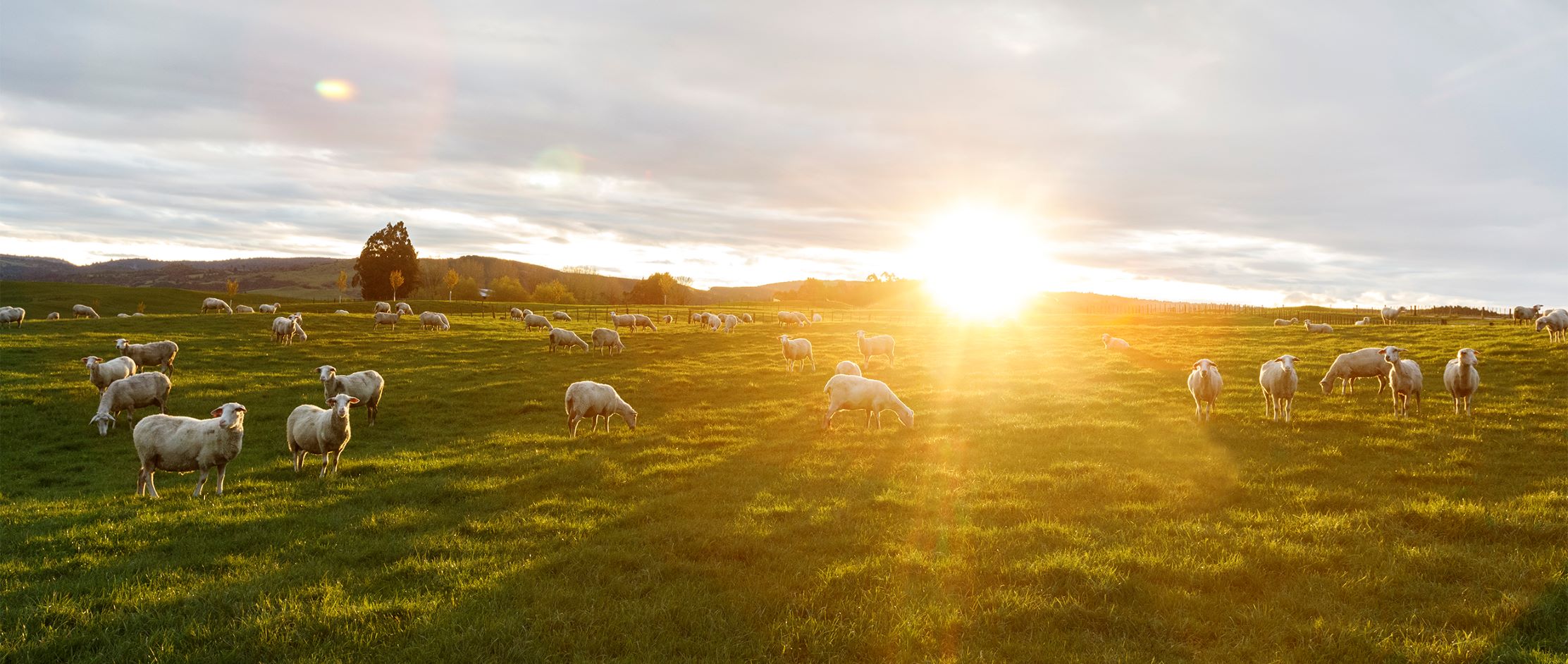 Sheep On Farm