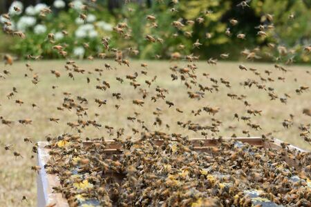 Bees and hives