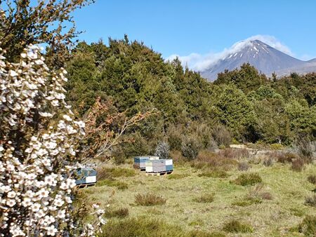 Hives in remote locations