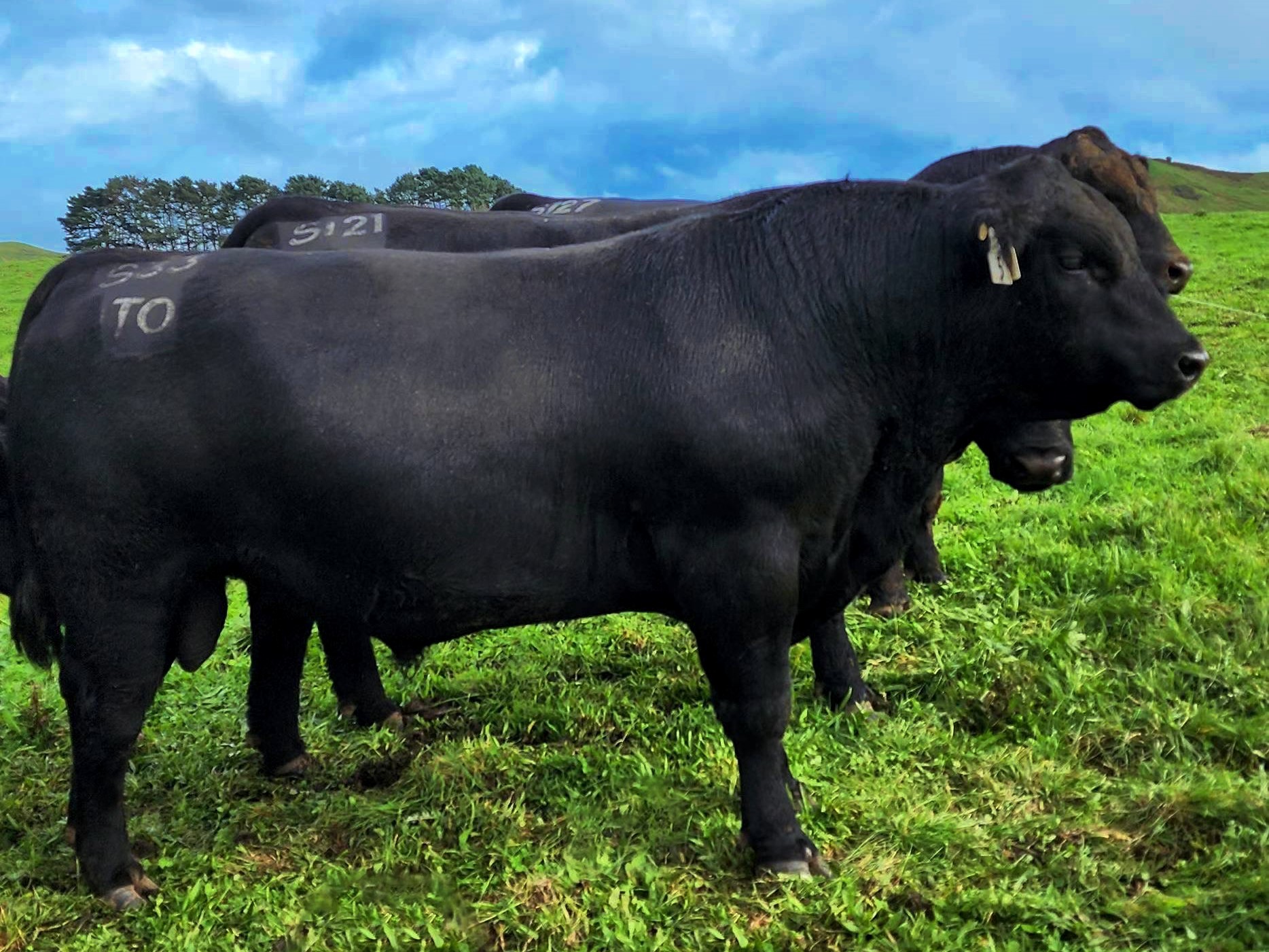 PNP Angus steer