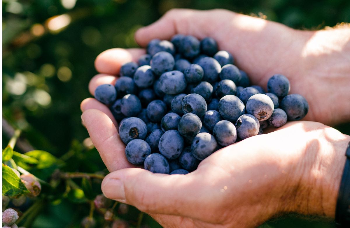 Fresh blueberries 