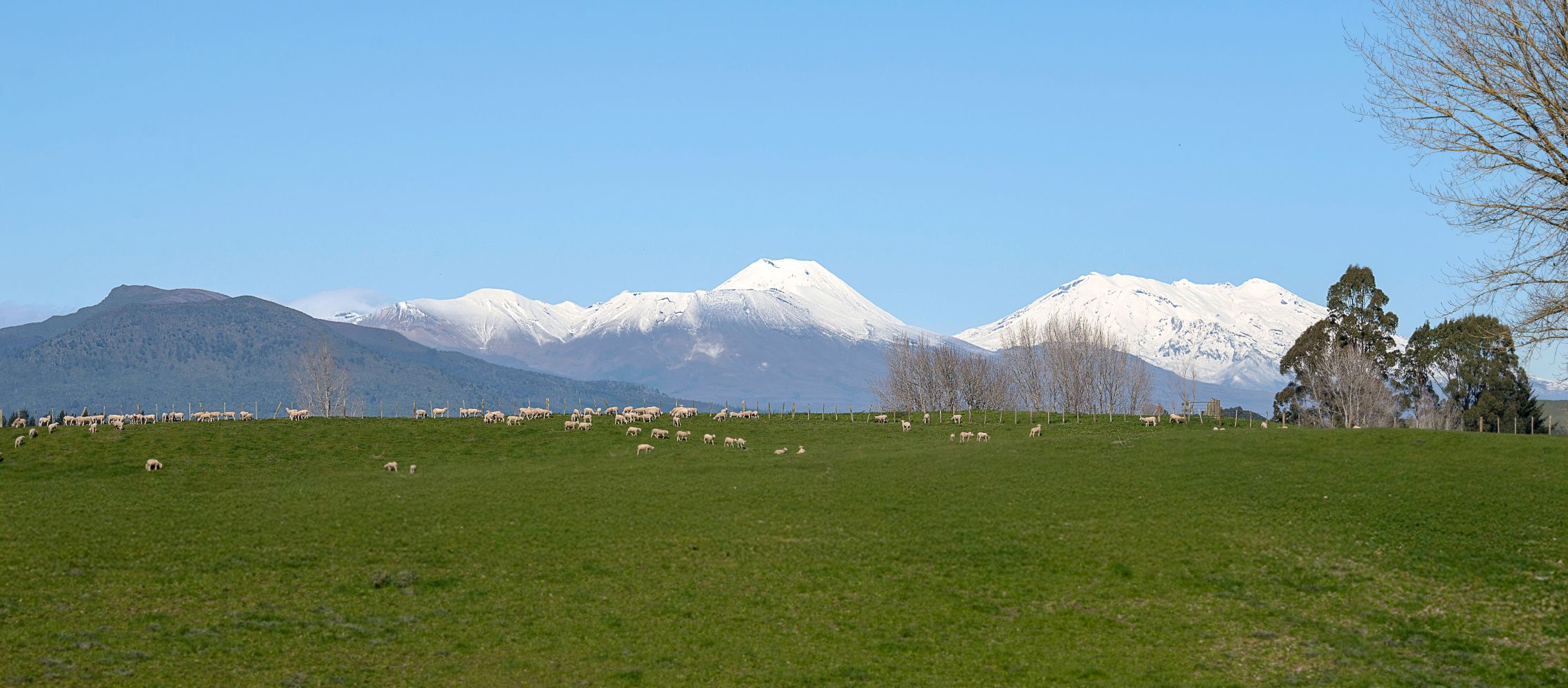 Sheep on farm